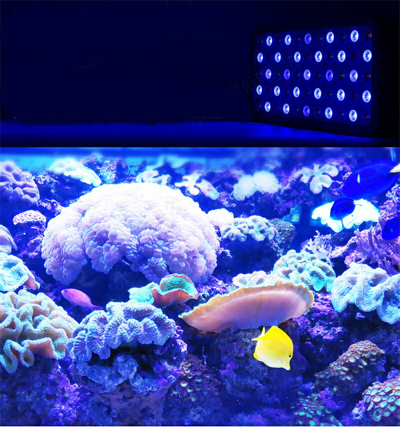 海水魚サンゴLEDライト 3個セット グラッシーレディオ RX207 DPなど