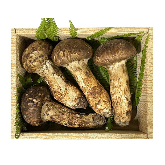 北海道 松茸 北海道産天然松茸 第35弾！1円出品！ 350g 特大 松茸 北海道