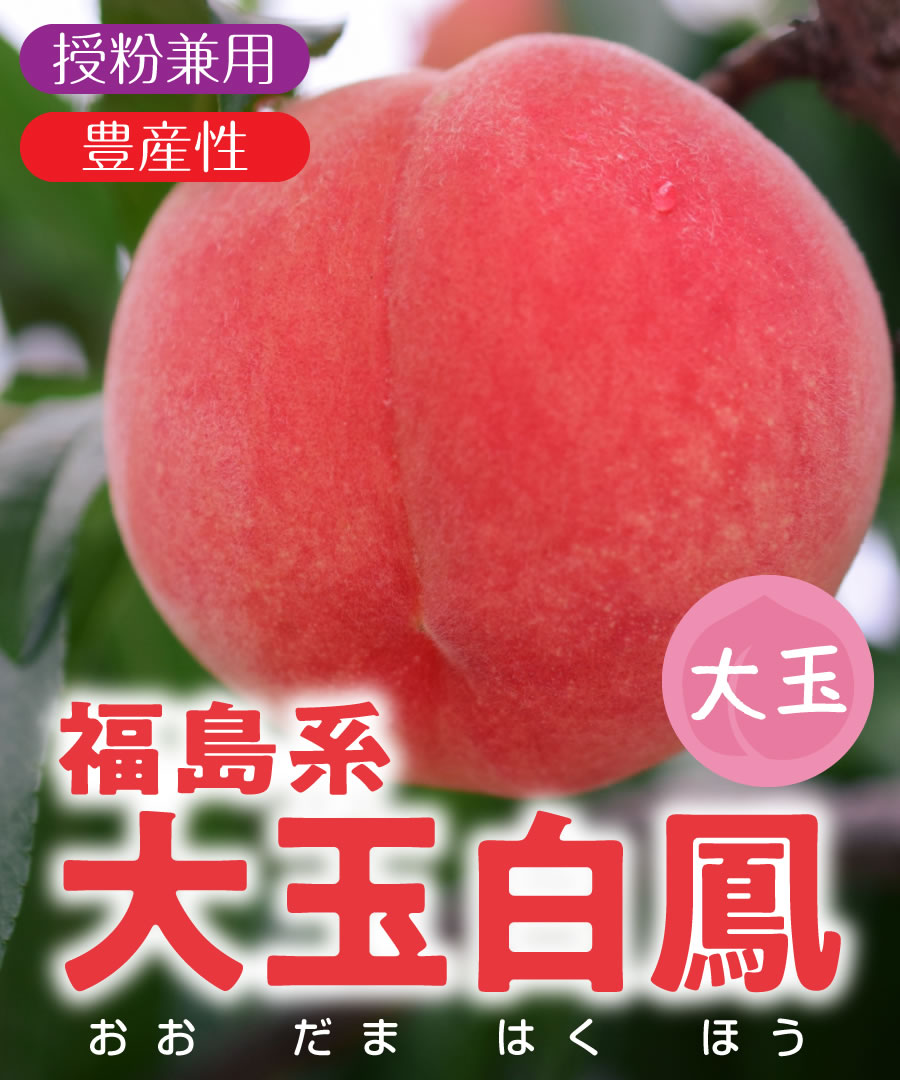 楽天市場】【桃苗木】【2年生苗】福島系大玉白鳳 高さ50cm程度