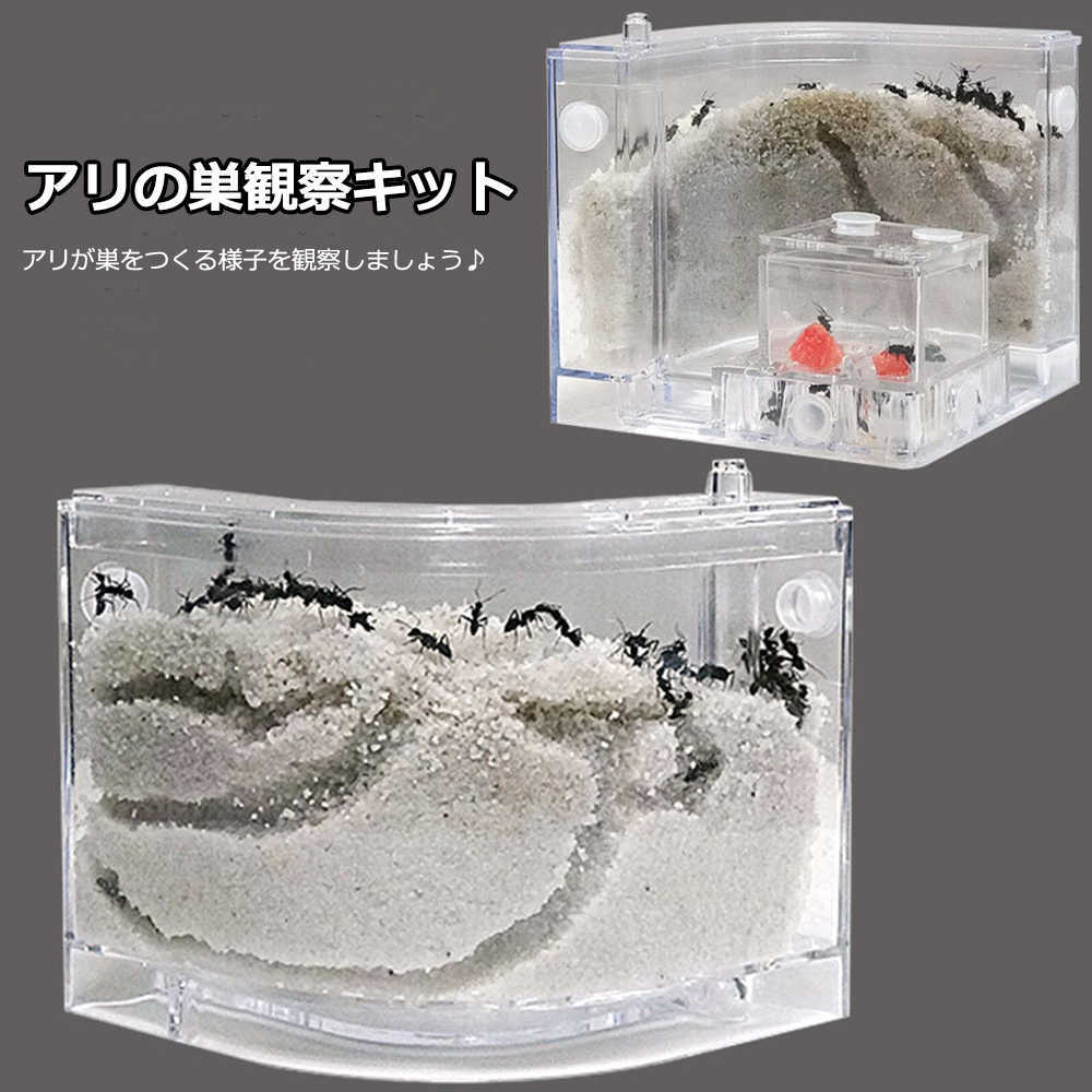 楽天市場】アリの巣 あり観察キット アリの巣観察キット アリ 巣 観察