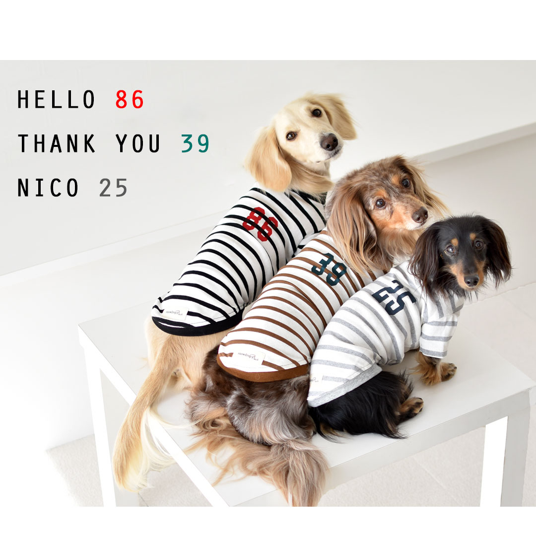 楽天市場】(在庫処分SALE商品の為返品交換不可)ボーダー ダックス