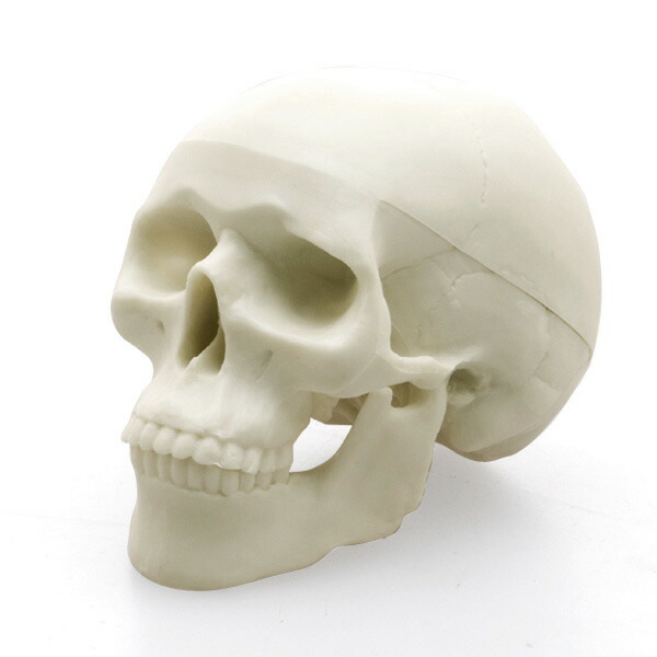 楽天市場】フェバリット 頭蓋骨消しゴムホネケシ ヒューマンスカル