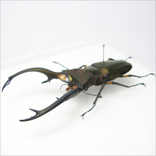 エラフスホソアカクワガタ 標本 98mm エラフスホソアカクワガタ標本98mm