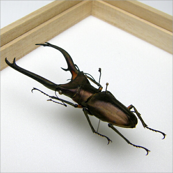エラフスホソアカクワガタ 標本 98mm エラフスホソアカクワガタ 標本