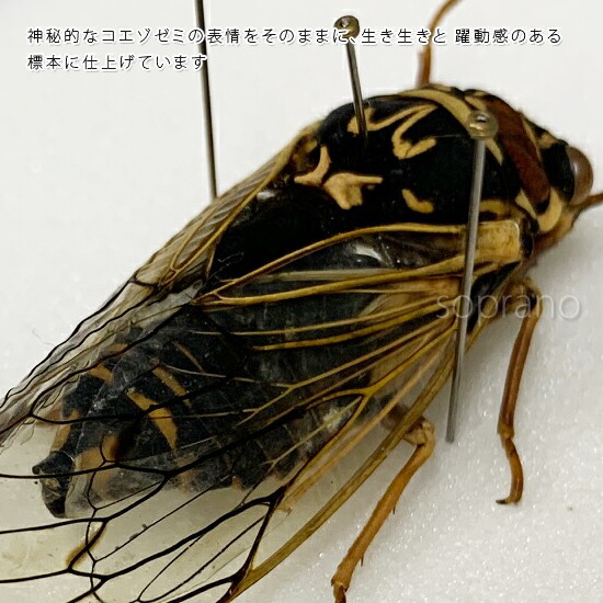 楽天市場】昆虫標本 コエゾゼミ メタリック調ライトフレーム 15×12cm