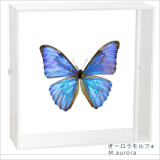 楽天市場】蝶 標本の通販
