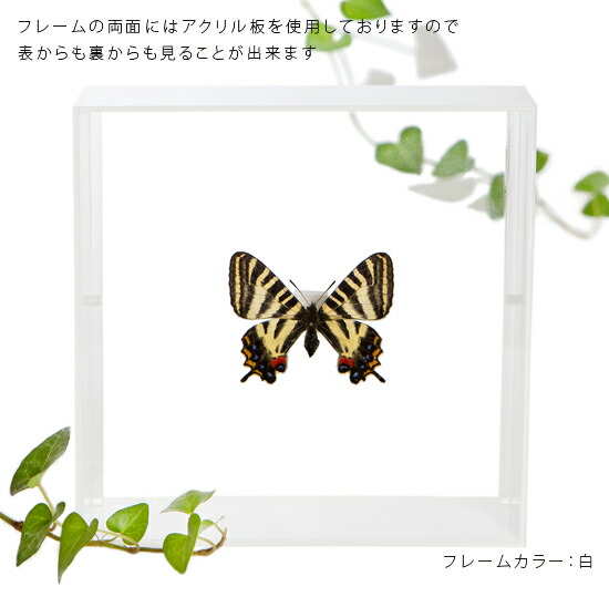 異常型・赤紋型】ギフチョウ（滋賀県・飼育品） 異常型・赤紋型