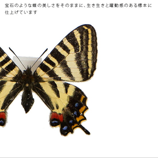楽天市場】昆虫標本 蝶の標本 ギフチョウ 岐阜チョウ アクリルフレーム