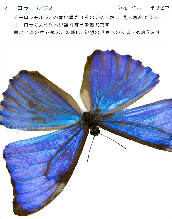 楽天市場】昆虫標本 蝶の標本 オーロラモルフォ メタリック調ライト