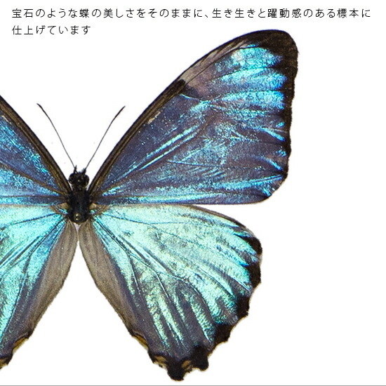 コレクション 蝶標本。テングアゲハ。メス。ベトナム産