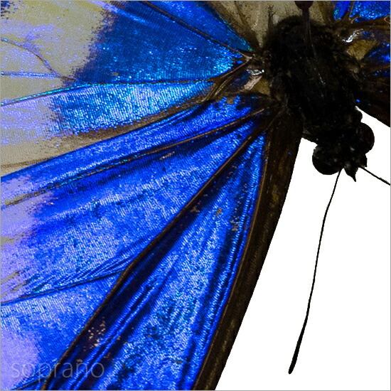 楽天市場】昆虫標本 蝶の標本 キプリスモルフォ アクリルフレーム 20cm