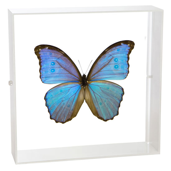 カキカモルフォ♂ 標本 青美麗 126mm白紋出現型・大型標本