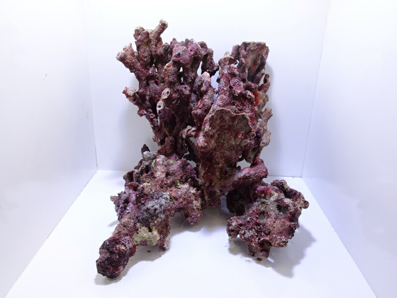 ライブロック 水槽」の人気商品一覧 | 安い商品を通販サイトから探す