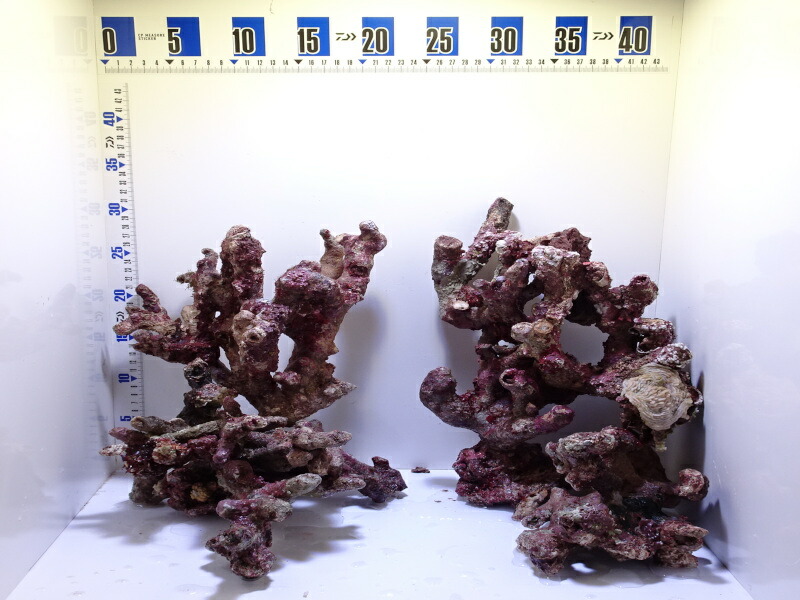 楽天市場】枝 ライブロックの通販