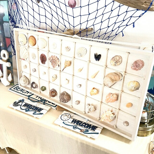 ホネガイ標本 海 貝殻 オブジェ 標本 貝 リゾート インテリア雑貨