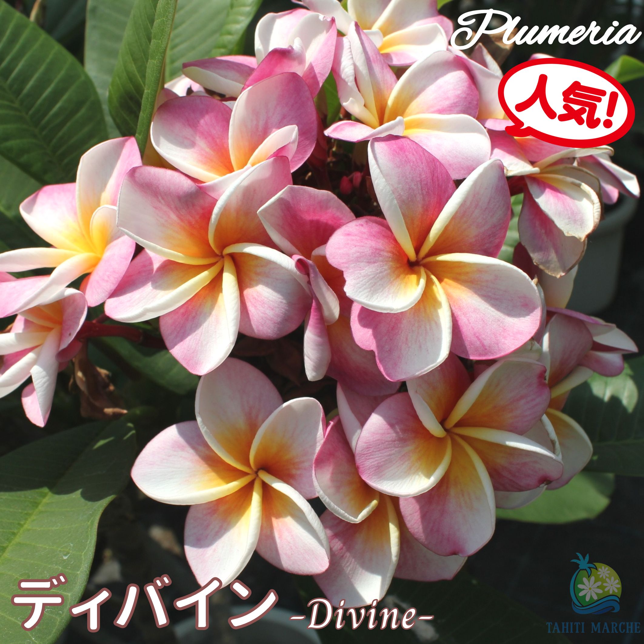 楽天市場】プルメリア ディバイン Aグレード苗 5号鉢☆スタンダード