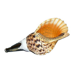 楽天市場】法螺貝・歌口付 サイズ38cm-40cm 天台タイプ : 和楽器総合