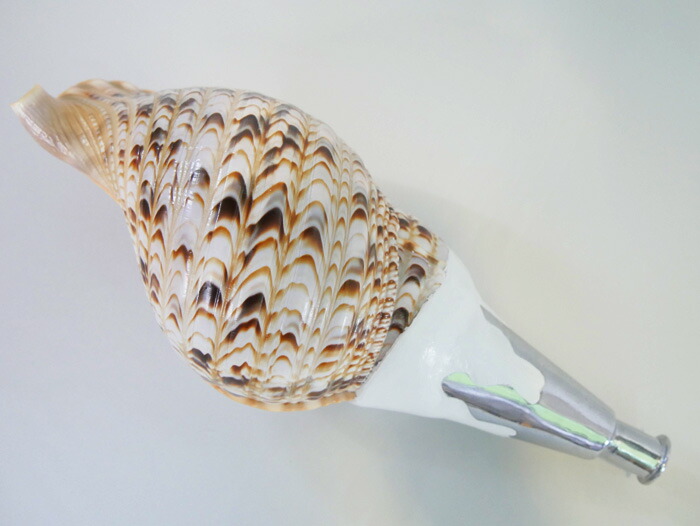 楽天市場】法螺貝・歌口付 サイズ35cm-37cm 真言タイプ : 和楽器総合