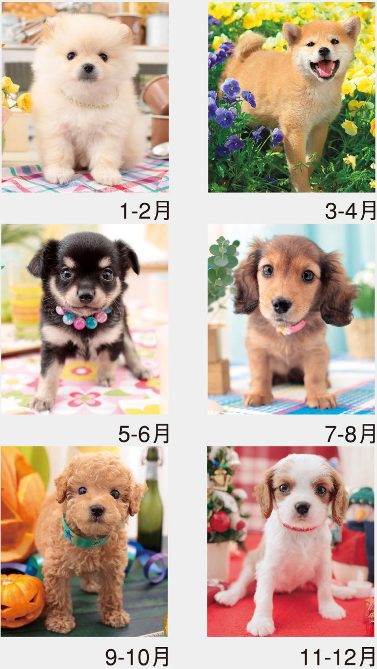 楽天市場】カレンダー 2026 壁掛け 犬 フレンドリードックス 壁掛け