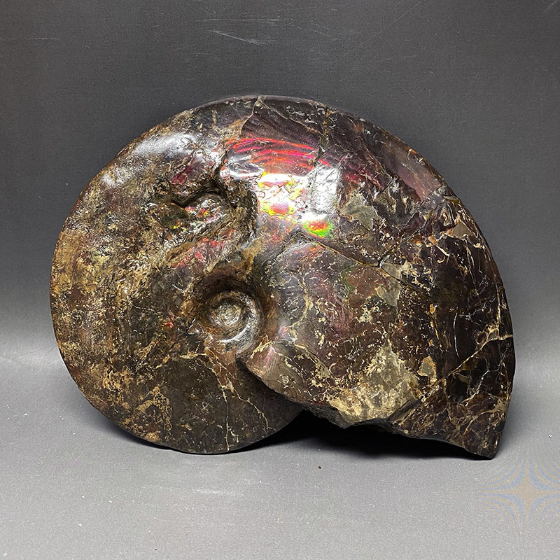 楽天市場】アンモライト アンモナイト化石 カナダアルバータ州