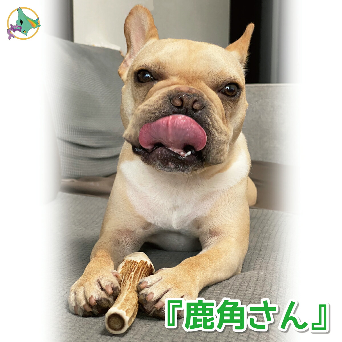 楽天市場】中型犬用 蝦夷鹿の角 『鹿角さん』 割っていないタイプ 1本