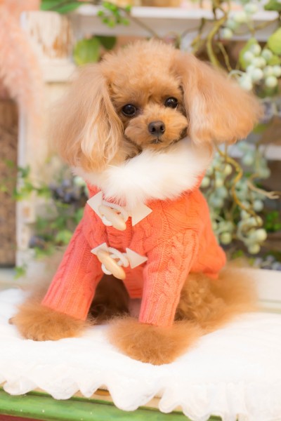 楽天市場】ブルブブ BUL BU-BU ニットダッフルコート【小型犬 犬服