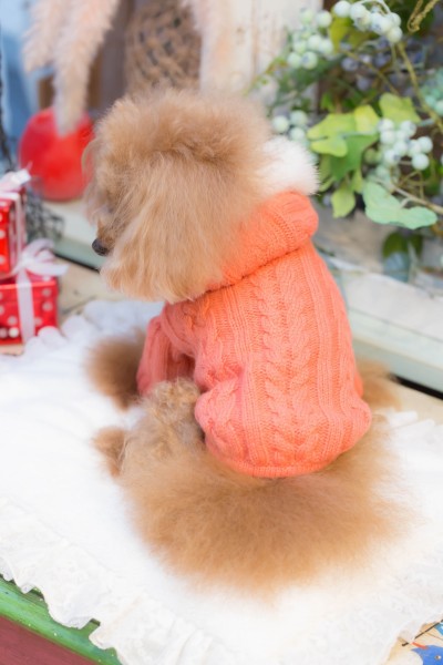 楽天市場】ブルブブ BUL BU-BU ニットダッフルコート【小型犬 犬服