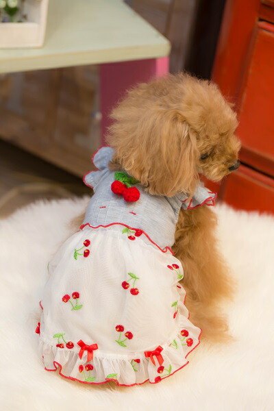 ブルブブ BUL BU-BU Gingham DENIM S/K【小型犬 犬服 スカート