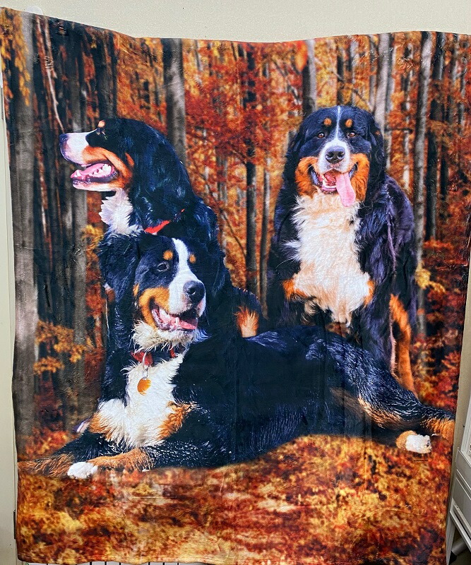 楽天市場】バーニーズマウンテンドッグ ひざ掛け ブランケット 犬 dog