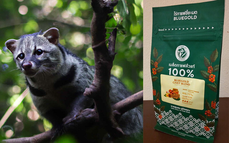 楽天市場】◇コピルアックのタイ版◇☆100％ジャコウネコ コーヒー豆