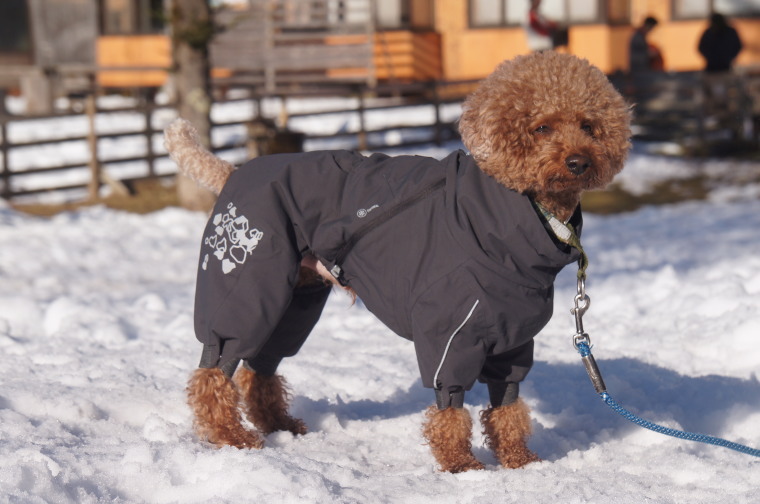 楽天市場】＼10日9:59マデ☆ポイント10倍／フィンランドのドッグ