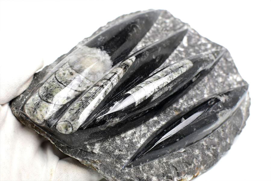 楽天市場】オルソセラス 直角貝 化石 プレート 簡易イーゼルスタンド