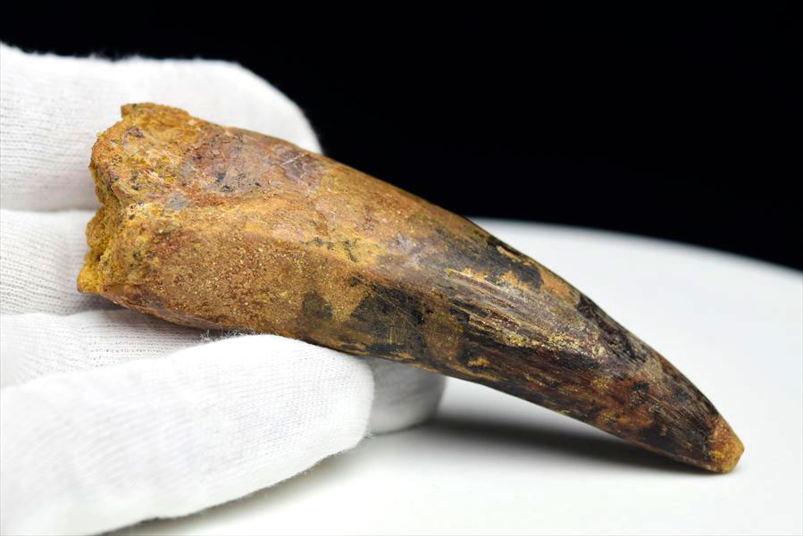 楽天市場】スピノサウルス 歯 化石 原石 Spinosaurus tooth【モロッコ