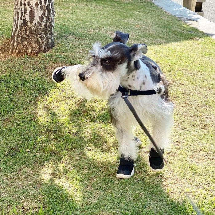 楽天市場】即納【RIFRUF】SNEAKERS CAESAR 1（Black） URBAN DOG TOKYO