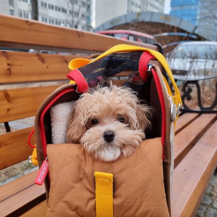 楽天市場】※予約販売【iCANDOR】i bag（Sassy Cream） 犬用キャリー