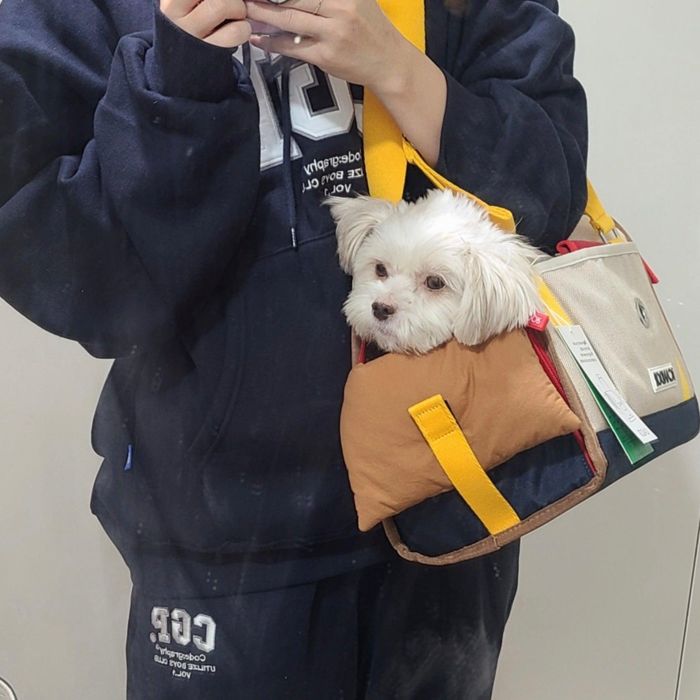 楽天市場】※予約販売【iCANDOR】i bag（Sassy Cream） 犬用キャリー