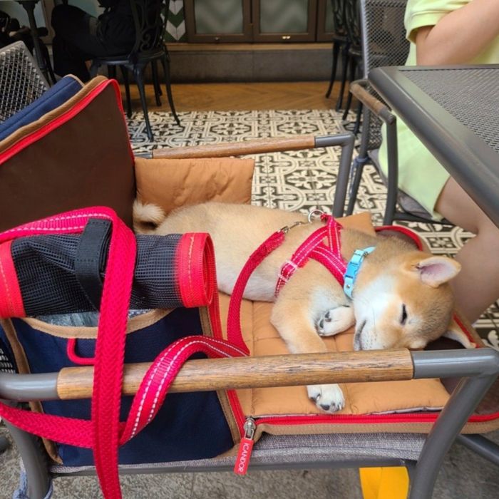 楽天市場】※予約販売【iCANDOR】i bag（Sassy Cream） 犬用キャリー