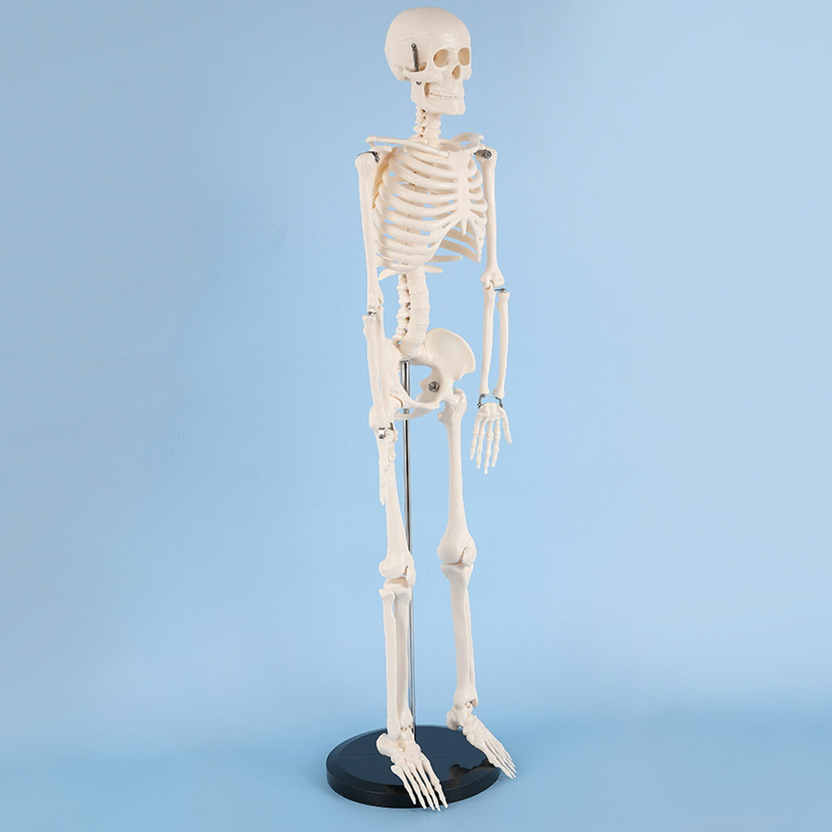 楽天市場】[高さ85cm] VeroMan 人体骨格模型 等身大サイズ 骨格標本