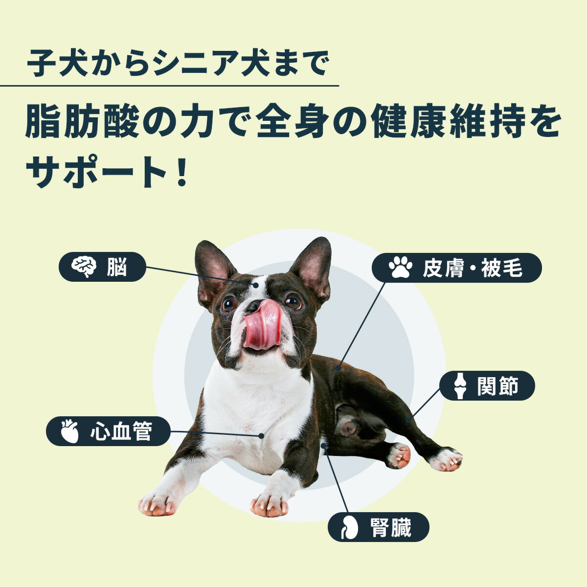 楽天市場】【公式】 アンチノール プラス ペット サプリ サプリメント