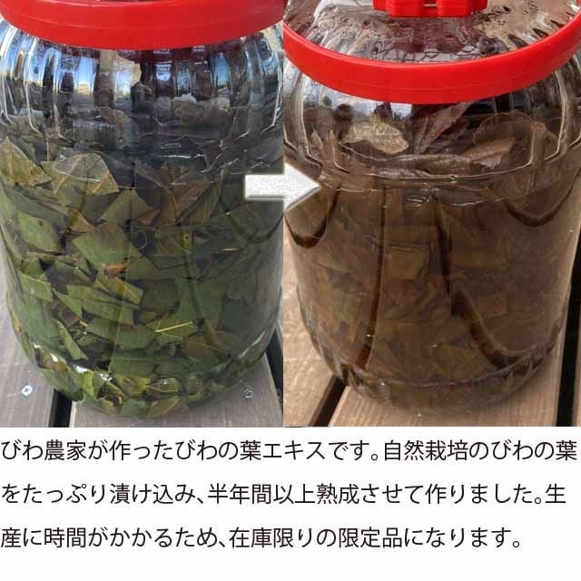 枇杷木枝 ( + びわ葉) 無農薬 ペット用品 民間療法 無除草剤 無添加物