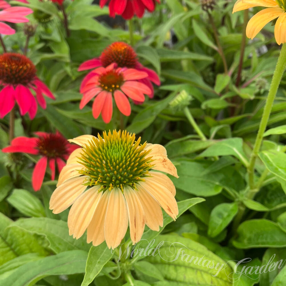 楽天市場】花苗 宿根草 エキナセア Mixカラー おまかせ 1鉢 3.5号