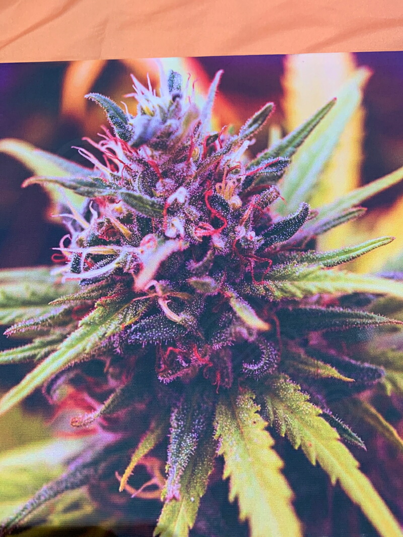 楽天市場】【マリファナ バッズ 420 カンナビス 麻 THC テトラヒドロ