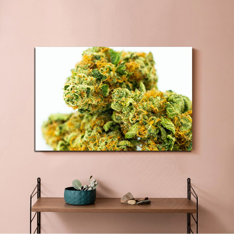 楽天市場】【マリファナ バッズ 420 カンナビス 麻 THC テトラヒドロ