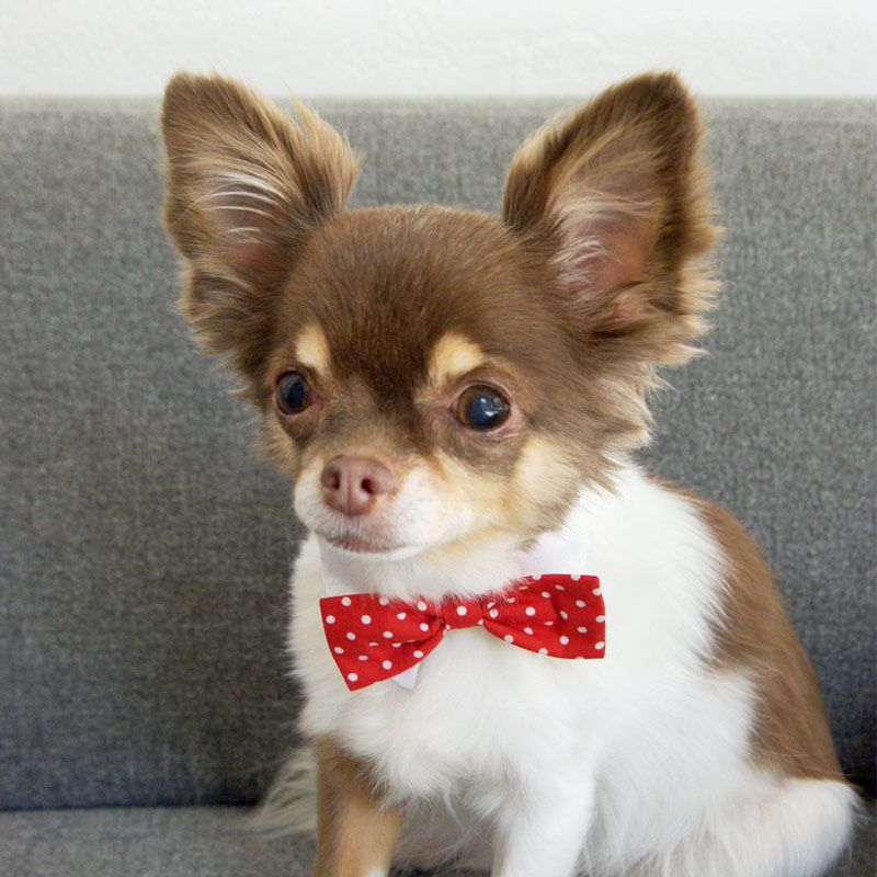 楽天市場】【犬 犬服 フォーマル lwd LWD パーティー インスタ