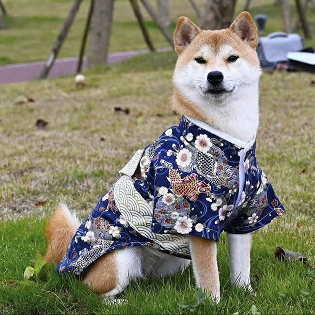 楽天市場】犬服 鯉 和柄 犬用 猫用 着物 和服 祭り 正月 ドッグウェア