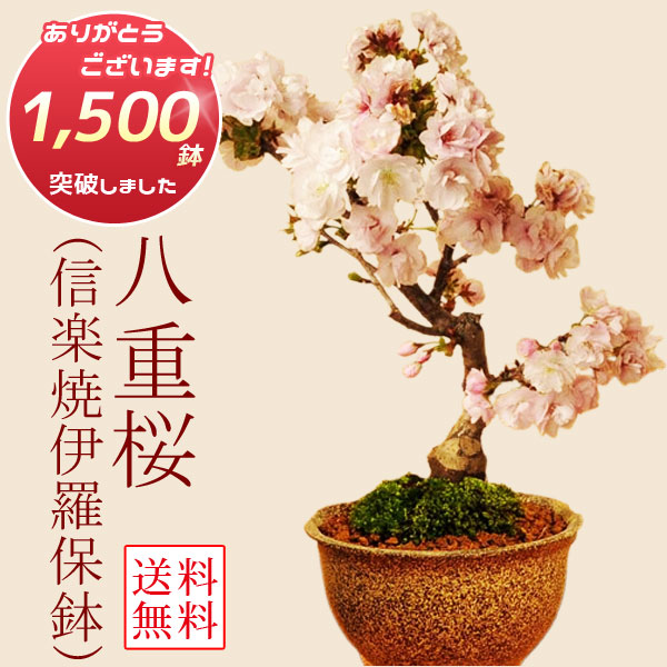 楽天市場】桜盆栽：八重桜(信楽焼伊羅保鉢)*【2026年春開花】【あす楽