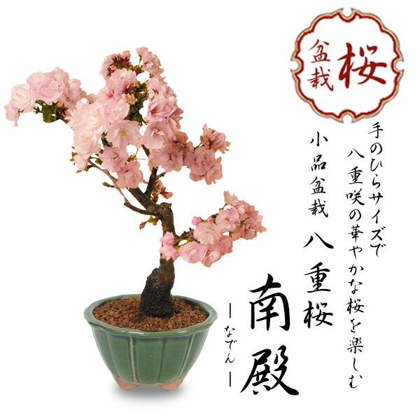 楽天市場】桜盆栽：八重桜*＜国産みどり輪花鉢＞【2026年春開花