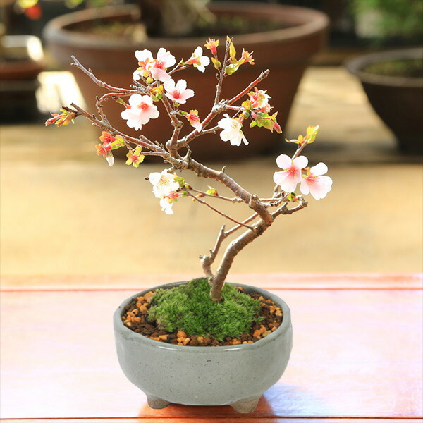 祥石 六角 白 盆栽鉢 祥石 六角 白 盆栽鉢 2025年最新】鉢 祥石の人気