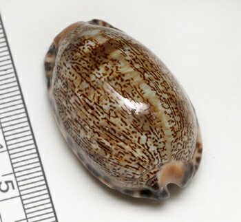 楽天市場】【貝殻パーツ】ヤクシマダカラ 1個 （ゆうパケット配送不可