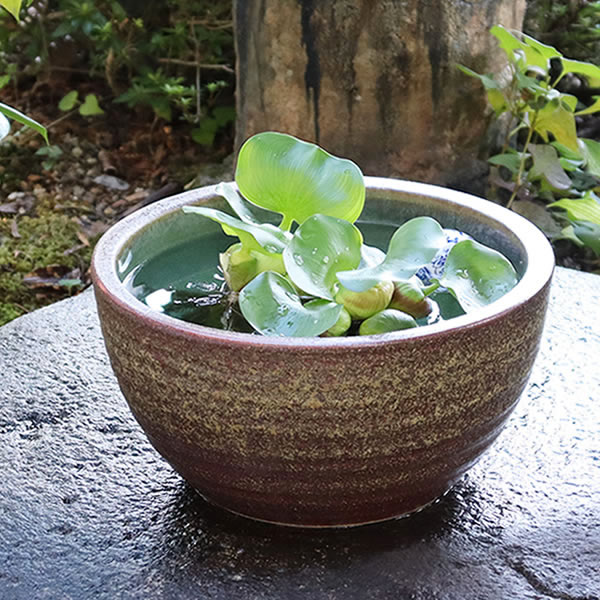 楽天市場】睡蓮鉢 メダカ鉢 めだか 鉢 金魚鉢 陶器 メダカ ビオトープ